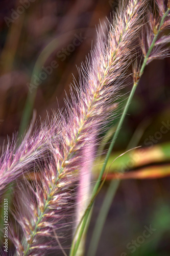 pink fountain grass flowers in autumn, Pennisetum advena or fountain grass with pink and white flowers in fall photo