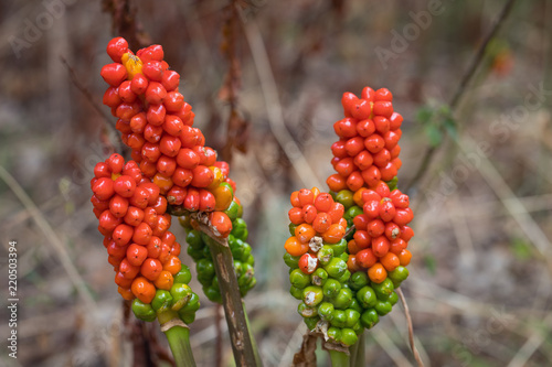 Orange and Green Berries of Arum photo