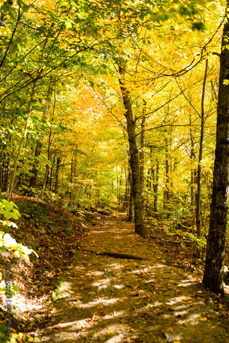 It is a falling leafy path in Mont-Tremblant National Park, Quebec, Canada.