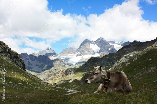 Mucca al pascolo in montagna