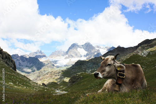 Panorama di montagna in estate con mucca al pascolo © Fabio