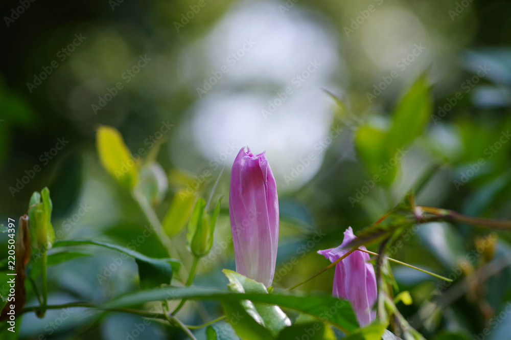 Obraz premium 閉じたヒルガオの花