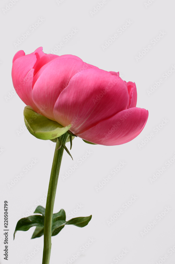 Pink peonies flower isolated on white Pink peonies flower isolated on white
