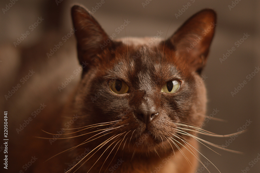 Burmese cat Burmese cat