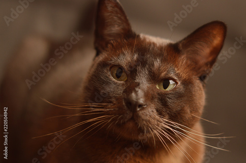 Burmese cat photo