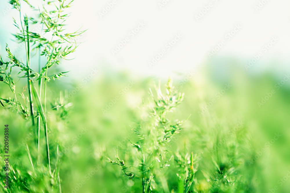 Green grass background with copy space. Summer nature landscape Green grass background with copy space. Summer nature landscape