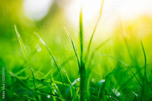 Green grass abstract background with copy space. Summer nature details