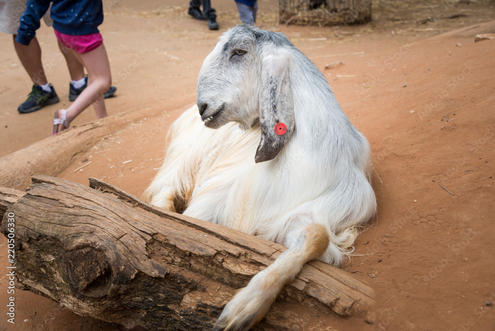 Morning Tour at Ramat Gan Safari Park Morning Tour at Ramat Gan Safari Park