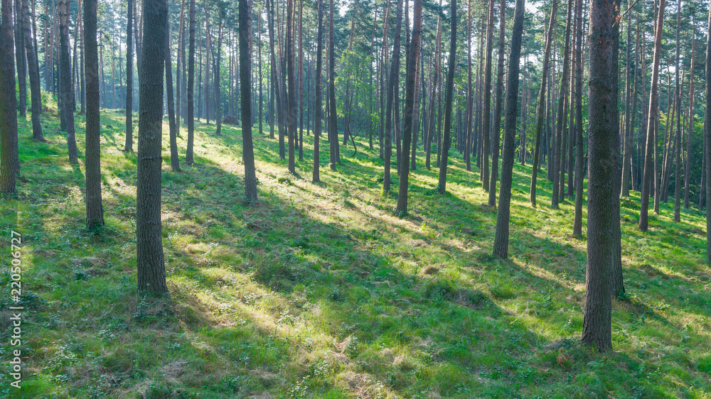 Obraz premium SONY DSC