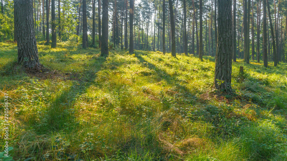 Obraz premium SONY DSC