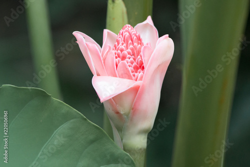 Fackelingwer (Etlingera elatior) photo