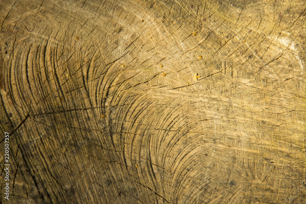 Fototapeta premium The bacground texture