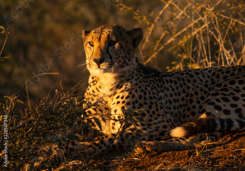 Cheetah at Sunset