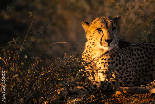 Cheetah at Sunset