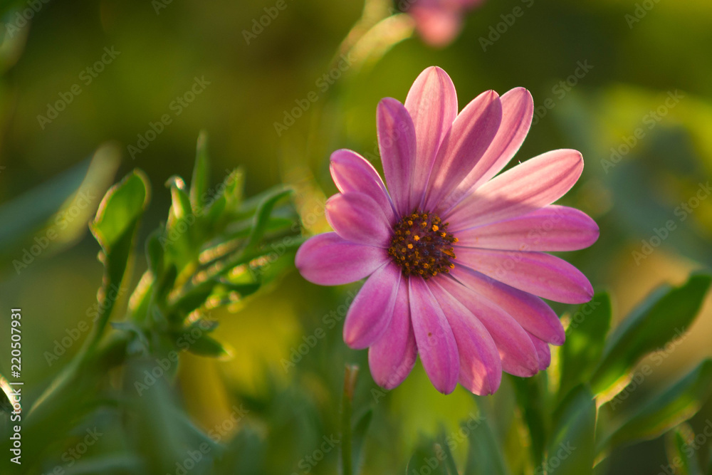 Obraz premium SONY DSC