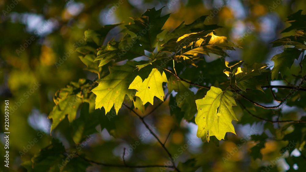 Obraz premium SONY DSC