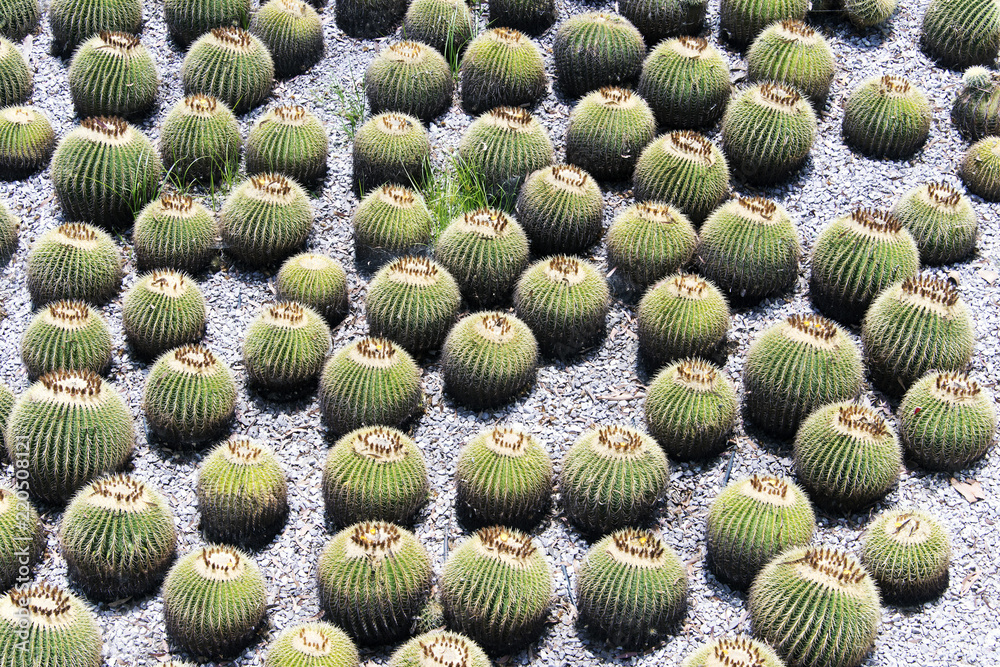 High angle view of a cactus garden in California High angle view of a cactus garden in California