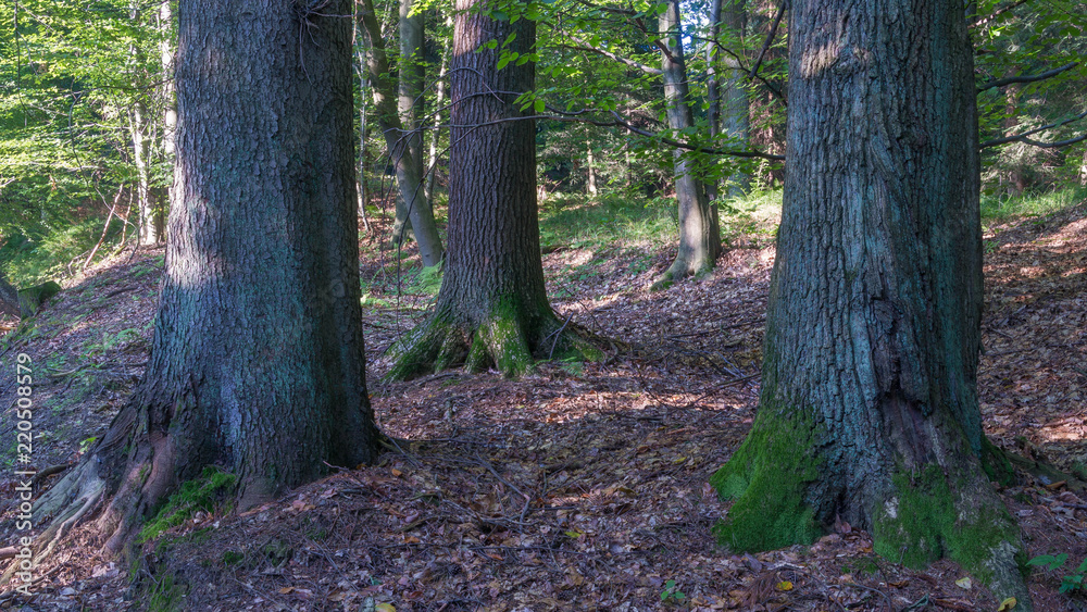 Obraz premium SONY DSC