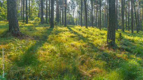 Fototapeta Naklejka Na Ścianę i Meble -  SONY DSC
