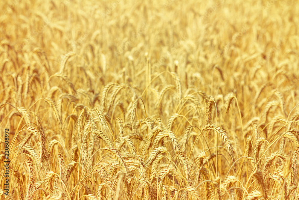 Rural landscape - field common wheat (Triticum aestivum) in the rays of the summer sun, close-up Rural landscape - field common wheat (Triticum aestivum) in the rays of the summer sun, close-up