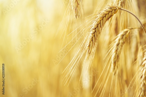 Rural landscape - field common wheat  Triticum aestivum  in the rays of the summer sun  close-up