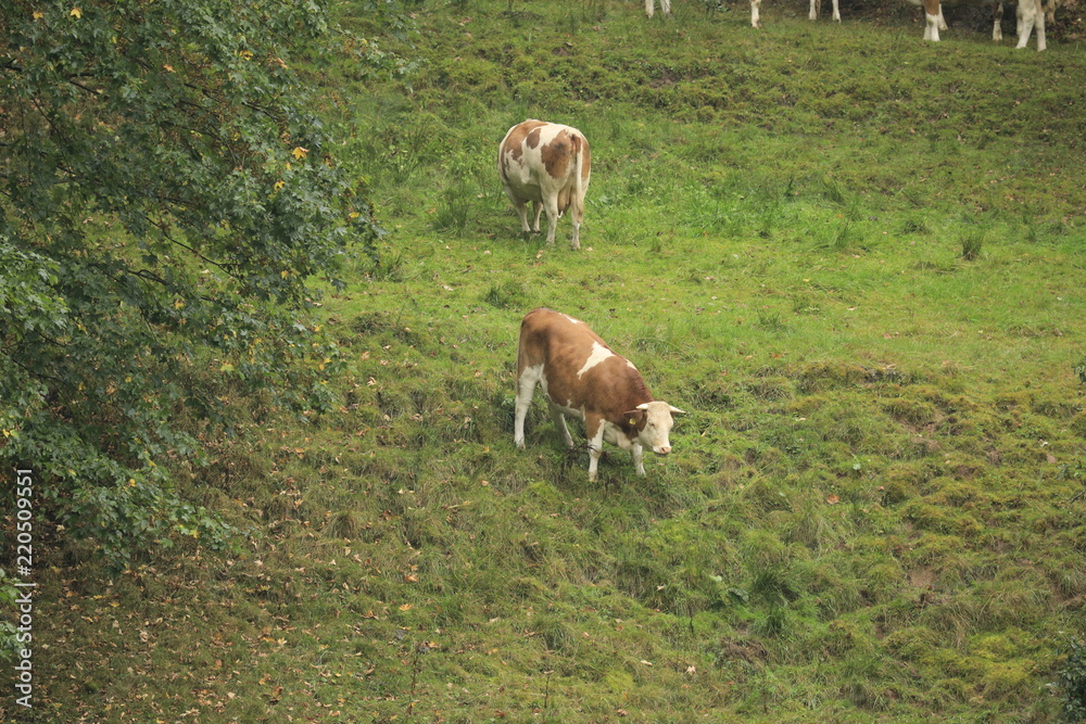 Obraz premium Kuh im Hang