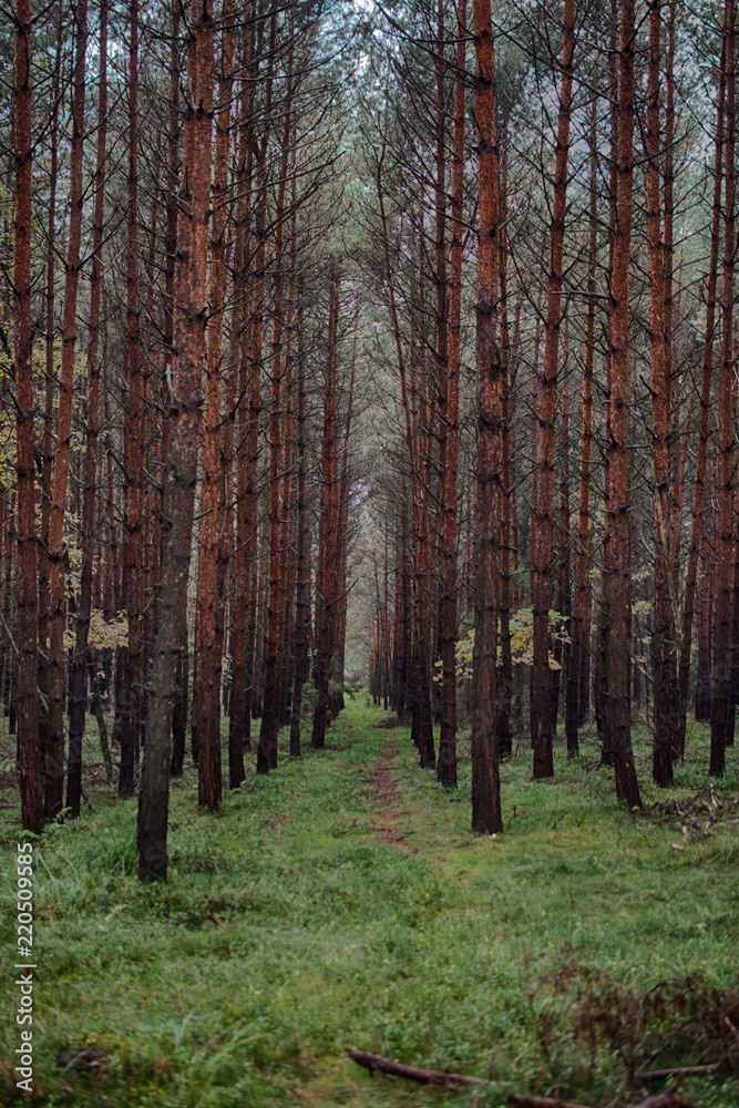 Obraz premium Road in the forest