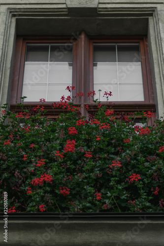 brown window in the house with flowers on the windowsill