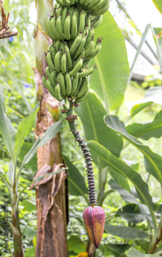 Blütenstand (Blüte) der Dessertbanane (Musa × paradisiaca) Banane