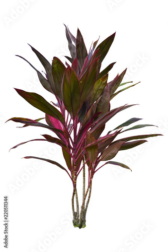 Ti plant or Cordyline Fruticosa tropical tree for gardening isolated on white background with clipping path. photo