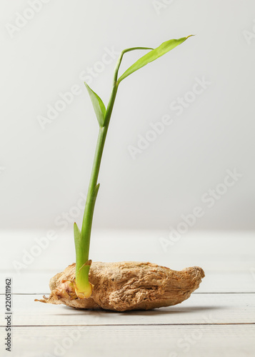 Dry ginger (Zingiber officinale) root with green sprout on white boards and background.