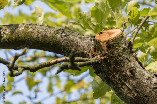 Cuts apple branch and seated fly.