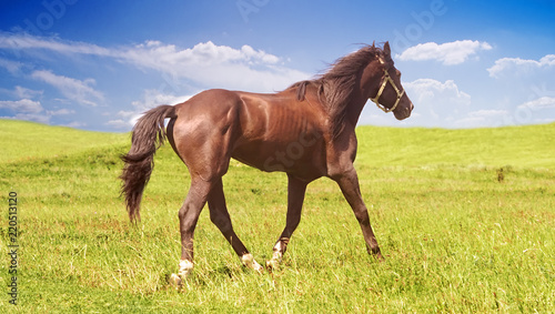 horse of cinnamon color runs freely at a gallop at the will of bright juicy hills with green grass © kosssmosss