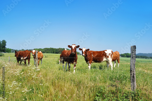 Swedish landscape with cattles.