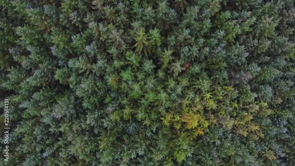 Overhead view of green trees in the forest