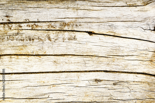 Texture of bark wood use as natural background. Old wood texture. Grunge retro vintage wooden board.