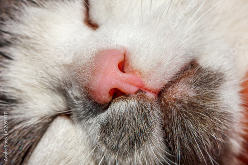 beautiful face of a sleeping cat close-up
