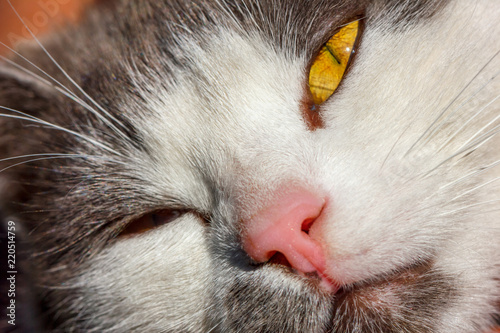 beautiful face of a sleeping cat close-up