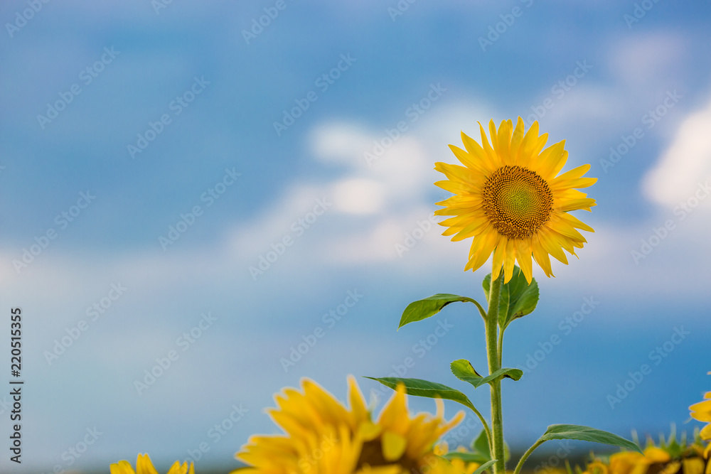 Fototapeta premium close up sunflower flutters in the wind in blue sky as background