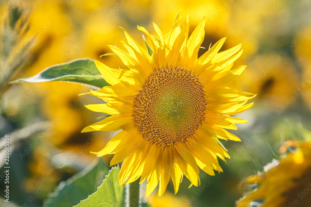 close up sunflower flutters in the wind in blue sky as background close up sunflower flutters in the wind in blue sky as background