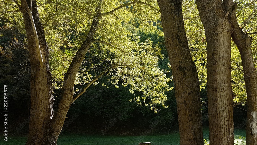 Fototapeta premium Alberi illuminati con Parco e fiume Esanatoglia, Italy
