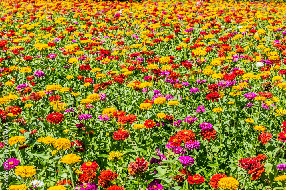 It is Hitachi Beach Park in Ibaraki Prefecture of Japan in summer. It is a colorful flower called zinnia. It looks like a picture.