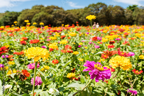 Fototapeta Naklejka Na Ścianę i Meble -  It is Hitachi Beach Park in Ibaraki Prefecture of Japan in summer. It is a colorful flower called zinnia. It looks like a picture.