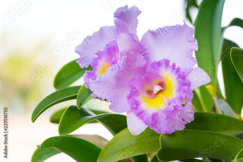 cattleya orchids. photo