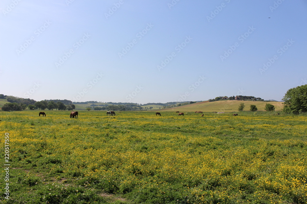 Cavalli in campagna ,maneggio, Sirolo, Italy