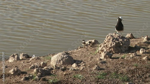 Blacksmith plover with a baby and an egg in a nest.mov photo