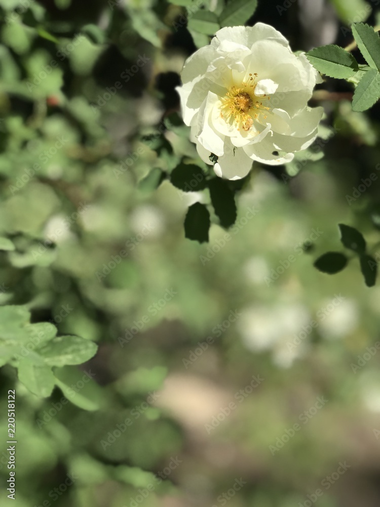 Blossom Blossom