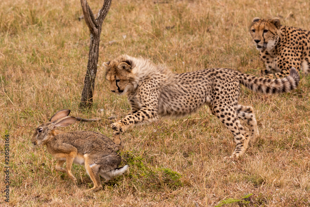 Cheetah cub catches scrub hare beside mother Cheetah cub catches scrub hare beside mother