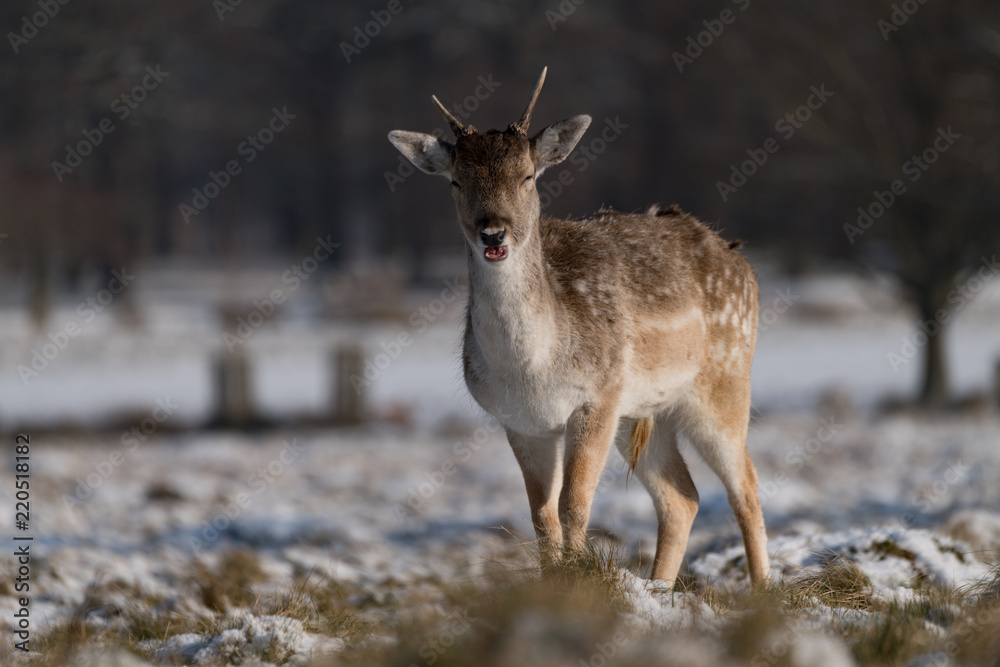 Fallow deer fawn stands in snowy park Fallow deer fawn stands in snowy park