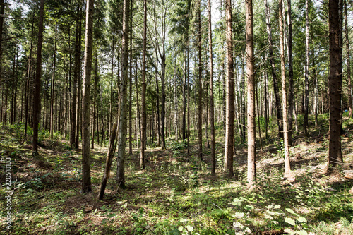 Magical Pokaini Forest